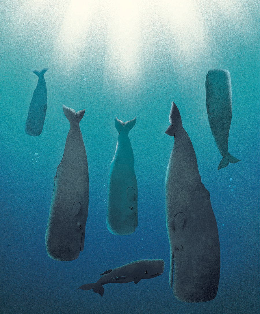 Illustration of sperm whales