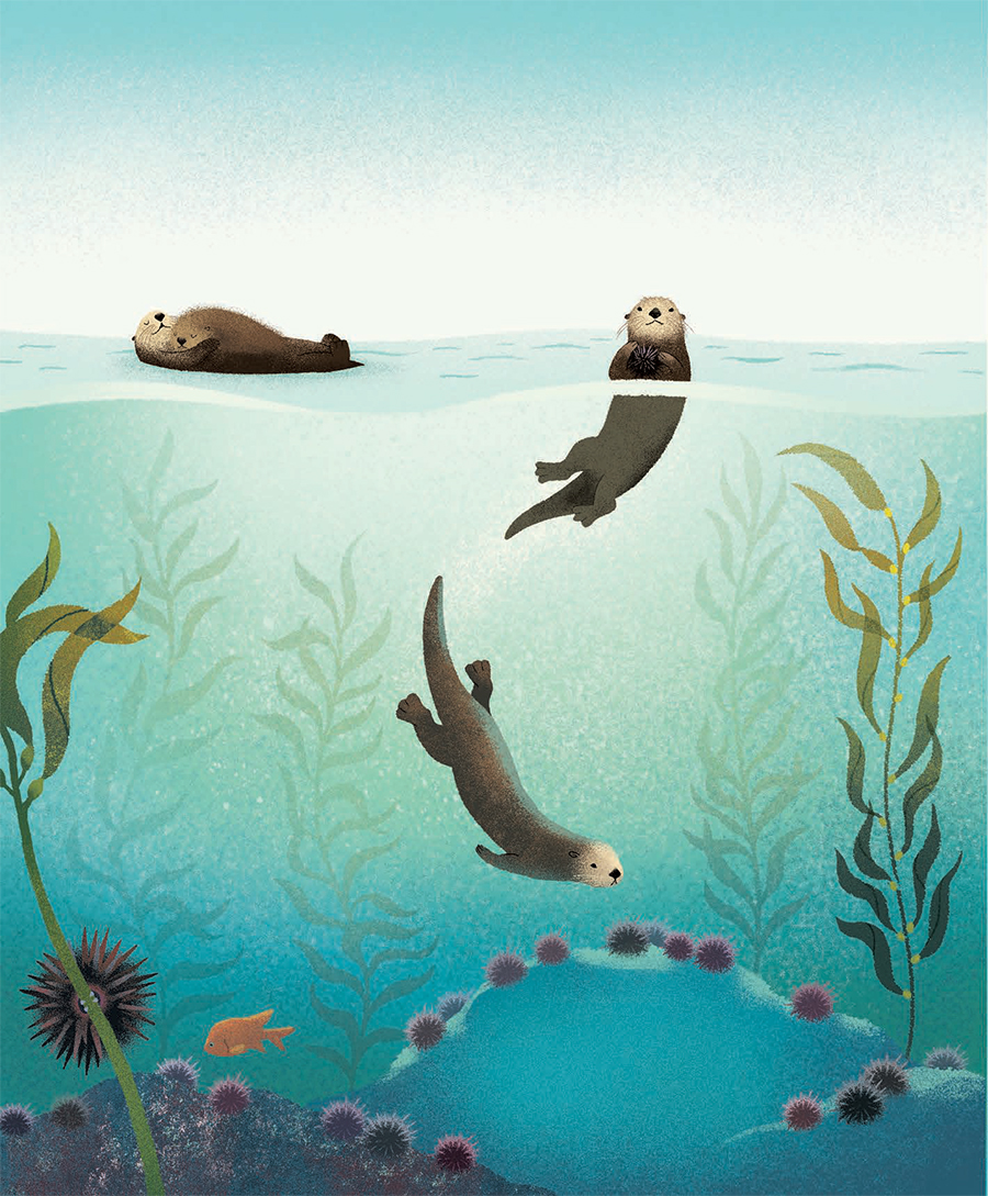 Illustration of the sea otter