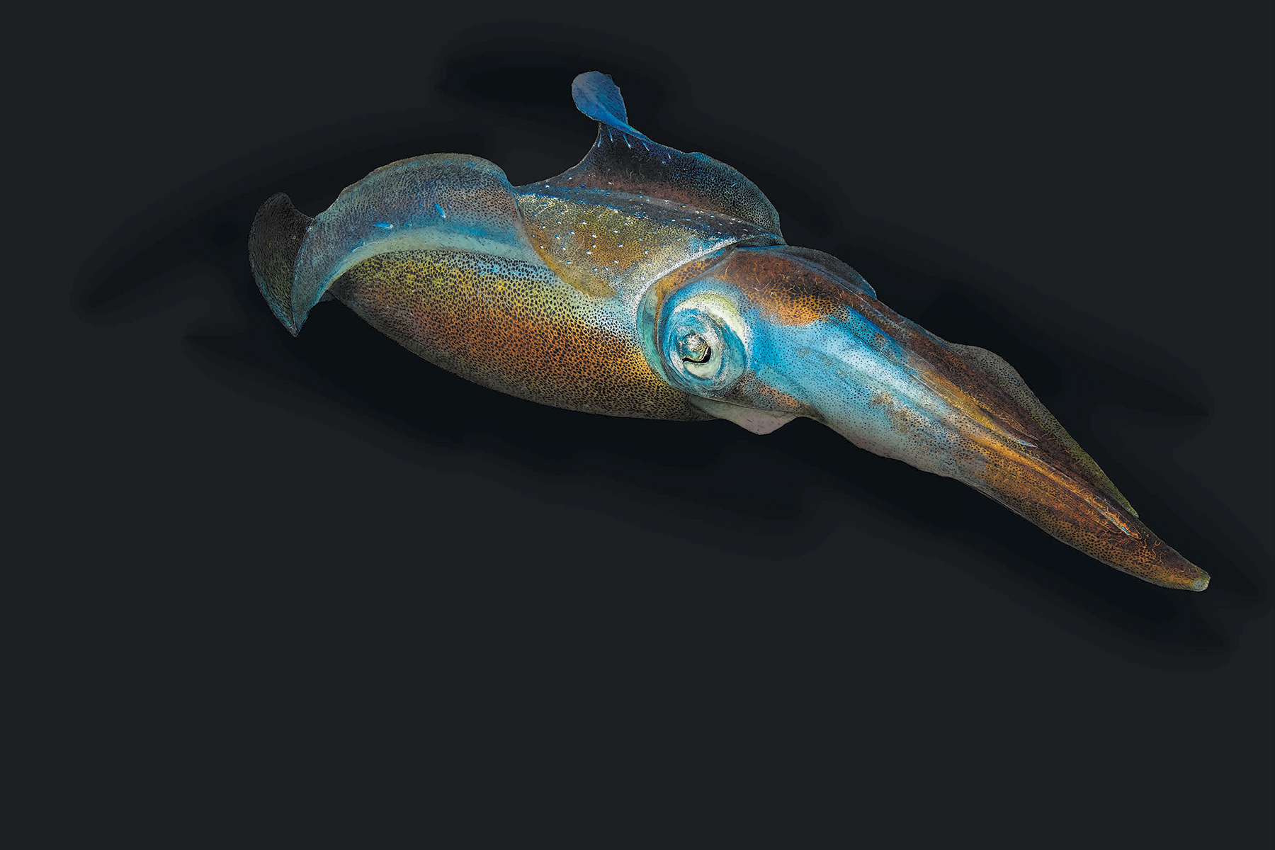 Bigfin reef squid by Ben Rothery in Water World