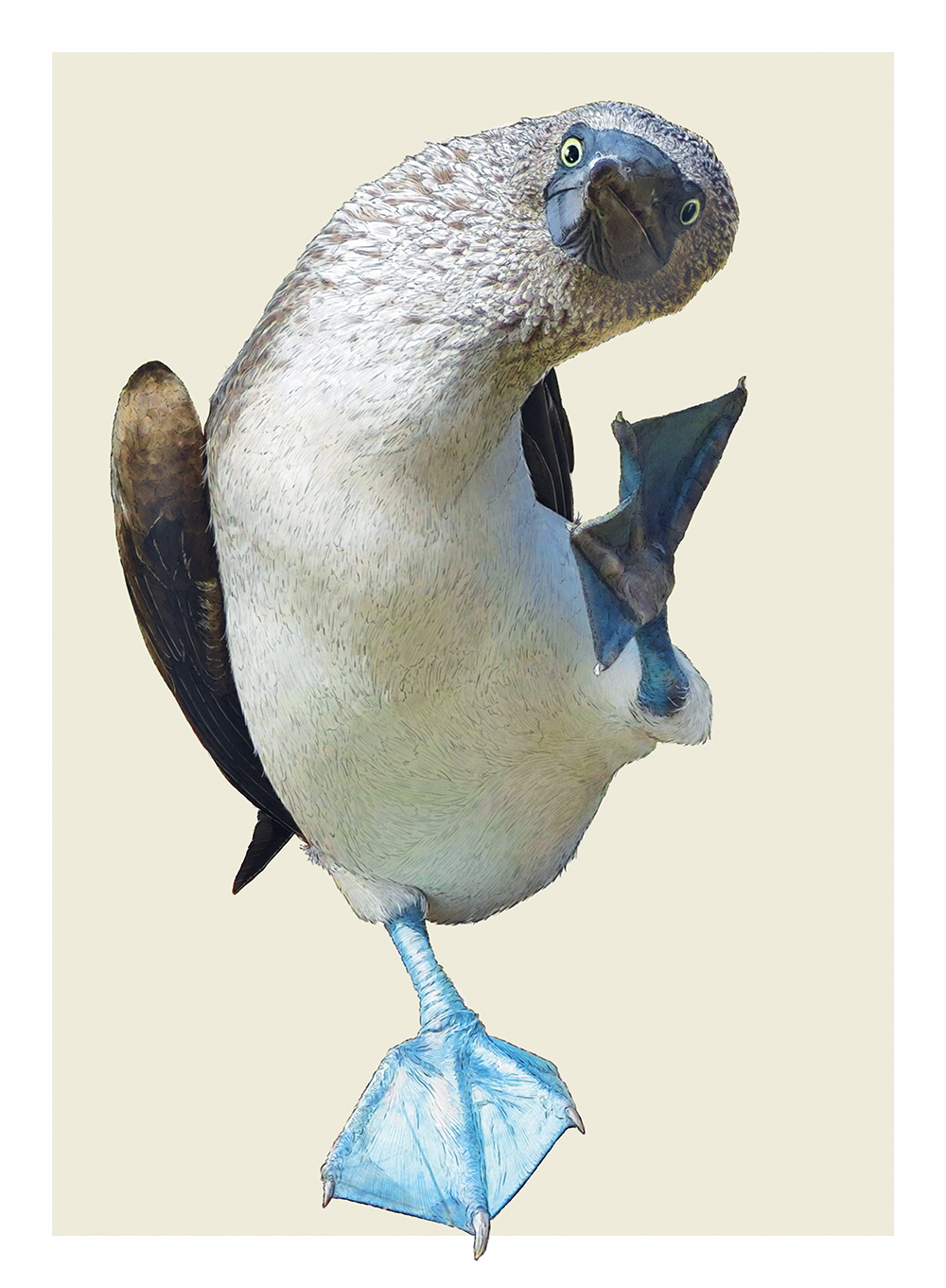 Blue-footed booby in Water World by Ben Rothery