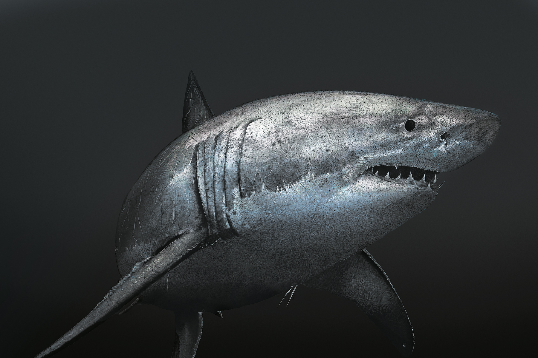 Great white shark by Ben Rothery in Water World