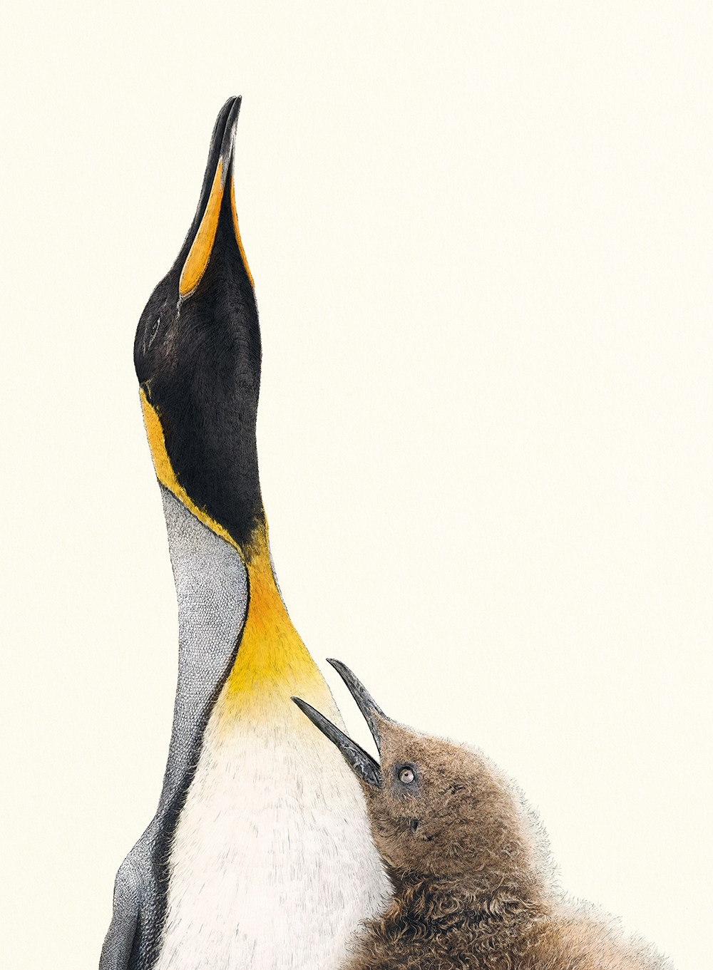 King penguin by Ben Rothery in Water World