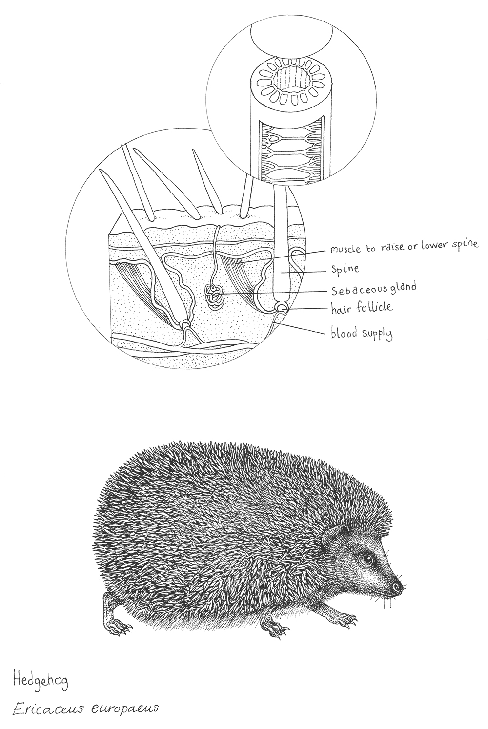 An intricate illustration of a hedgehog from the book 30 Animals That Made Us Smarter
