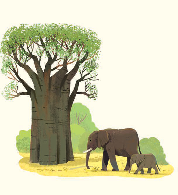 An illustration by Kim Smith from The Green Planet. It shows the baobab tree in Zimbabwe and next to it are a couple of elephants